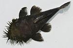 Large male Ancistrus ranunculus