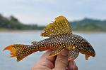 Scobinancistrus aureatus