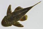 Pseudancistrus sp.1