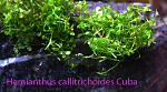 Hemianthus callitrichoides Cuba