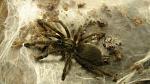 Monocentropus balfouri