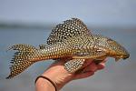Baryancistrus aff. niveatus