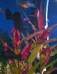   (Alternanthera reineckii)