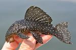 Spectracanthicus (formerly Oligancistrus) punctatissimus