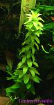 Tonina fluviatilis