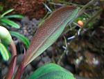 Bucephalandra sp. Copi Susu, Kalimantan,