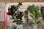 IMG 4747