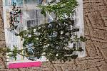 IMG 4751