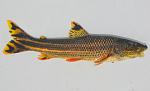 Leporellus vittatus