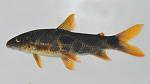 Leporinus aff. megalepis