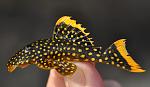 Baryancistrus xanthellus