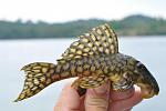 Spectracanthicus sp. L20