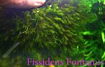 Fissidens Fontanus