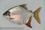 Tometes sp.