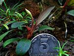 Bucephalandra sp. Copi Susu, Kalimantan,