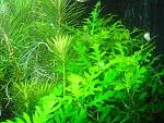 Hygrophila difformis "Green-White"