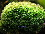 Riccardia sp. Typ 2