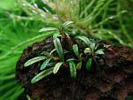 Bucephalandra Belindae P.Boyce 2011, 2