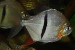 Myleus schomburgki 11cm