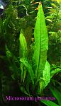Microsorum pteropus2211