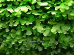Riccardia sp. Typ 2