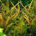 Hygrophila stricta Tai enl