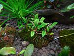 Bucephalandra sp.Kualakuayan 1