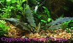 Cryptocoryne wendtii Tropica 2211