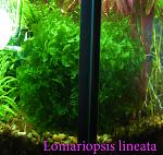 Lomariopsis lineata 2211