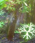 Aponogeton    - .