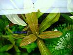 user13558 pic49111 1294682230