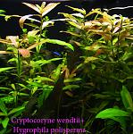 Cryptocoryne wendtii+Hygrophila polisperma2211
