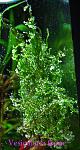 Vesicularia flame 2211