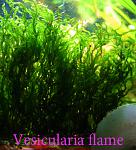 Vesicularia flame 22113