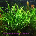 Microsorum pteropus Narrow