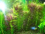  (Limnophila aromatica)