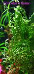 Vesicularia flame 22112