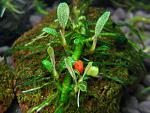 Bucephalandra sp. Kudangan 3