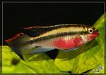 Pelvicachromis pulcher RED