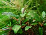 Bucephalandra sp. Kualakuayan 1, 