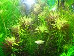  (Limnophila aromatica)