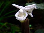 Bucephalandra sp. Copi Susu, Kalimantan, 1