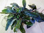 Bucephalandra sp. Kualakuayan-1