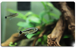 Fish1