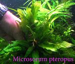 Microsorum pteropus 021212