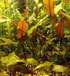   (Cryptocoryne wendtii)