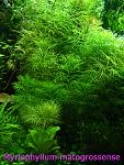 Myriophyllum matogrossense 04 09
