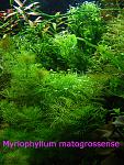 Myriophyllum matogrossense 04 09 1