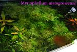 Myriophyllum matogrossense02122012