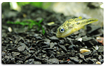 Fish2